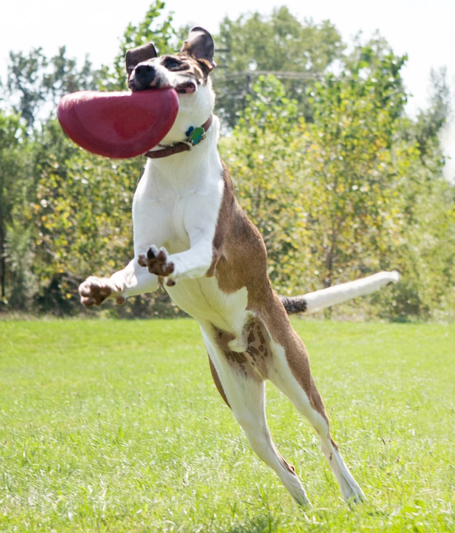 Kong Classic Flyer - Afbeelding 3