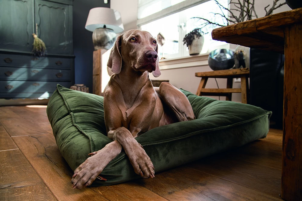 Designed By Lotte Ligkussen Nalino Groen - Afbeelding 2