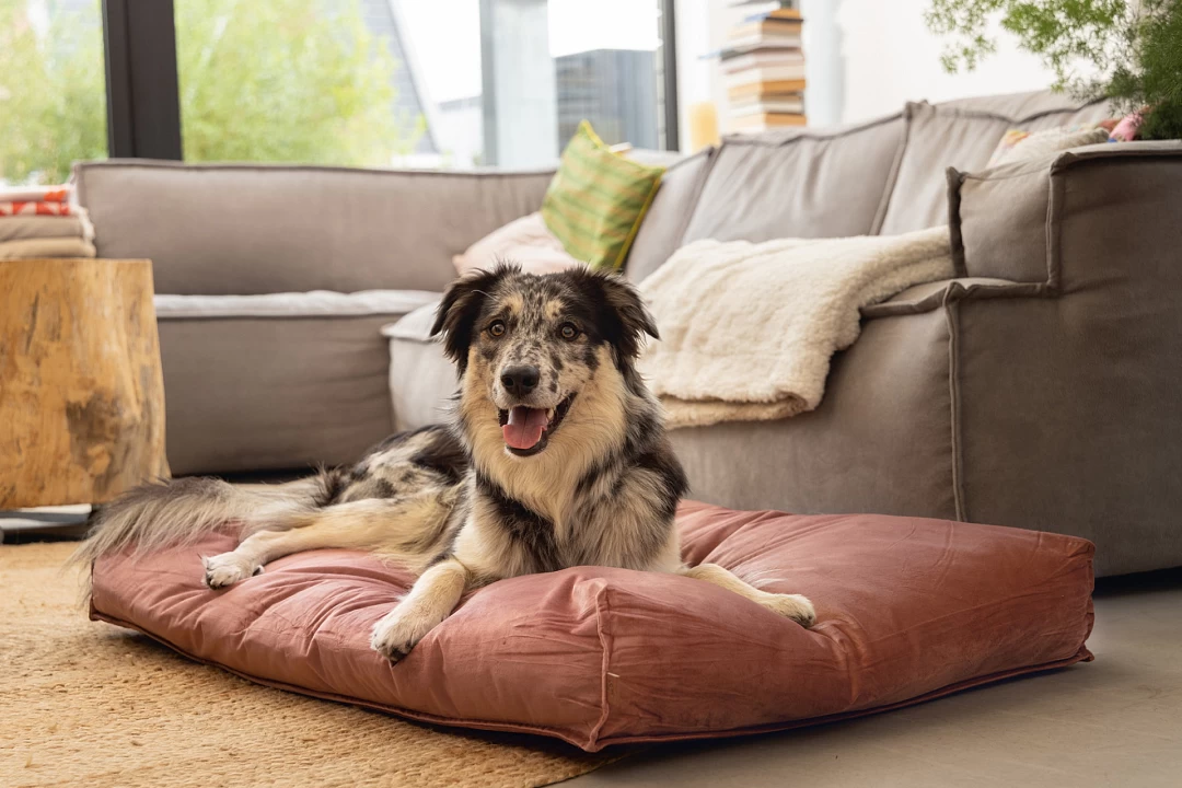 Designed By Lotte Ligkussen Nalino Roze - Image 2