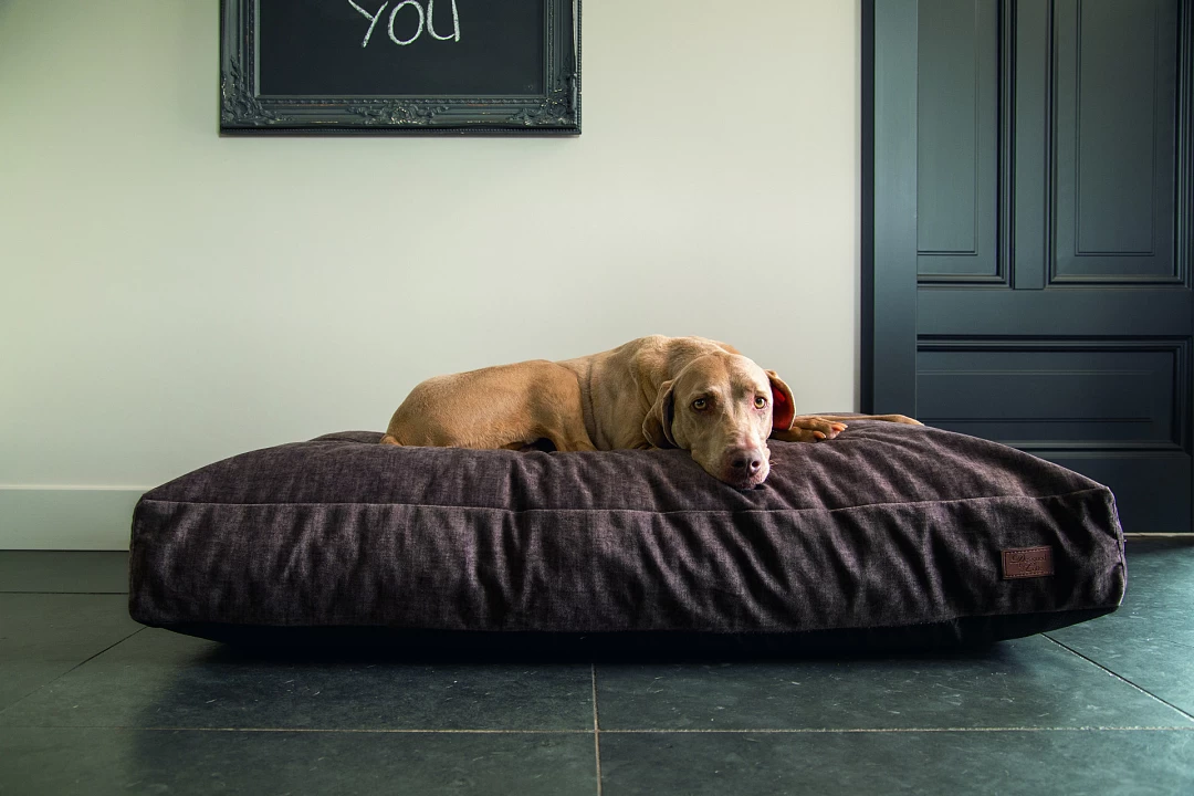 Designed By Lotte Hondenkussen Unnay Bruin - Image 2